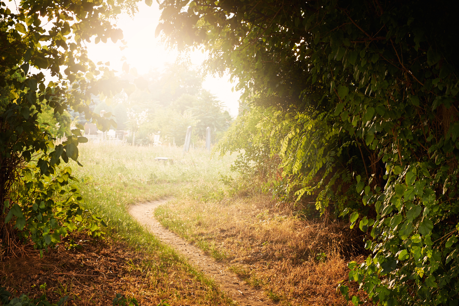 Path through forest