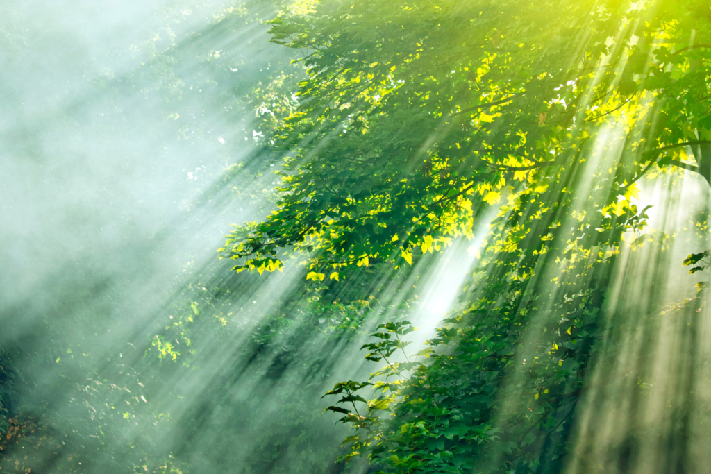 Sunlight streaming through a maple tree