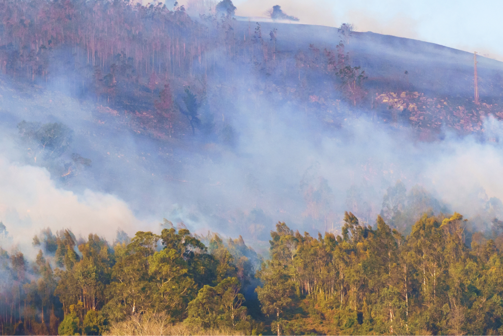 Wildfire