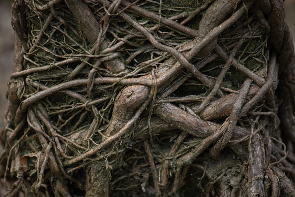 A tangled mess of tree roots