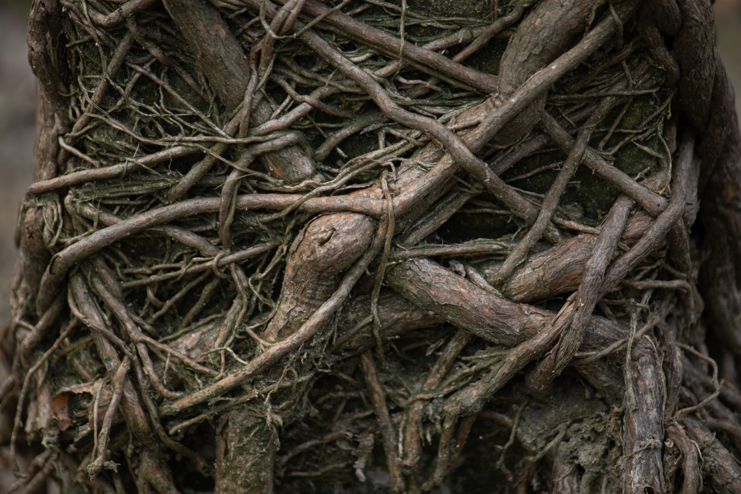A tangled mess of tree roots