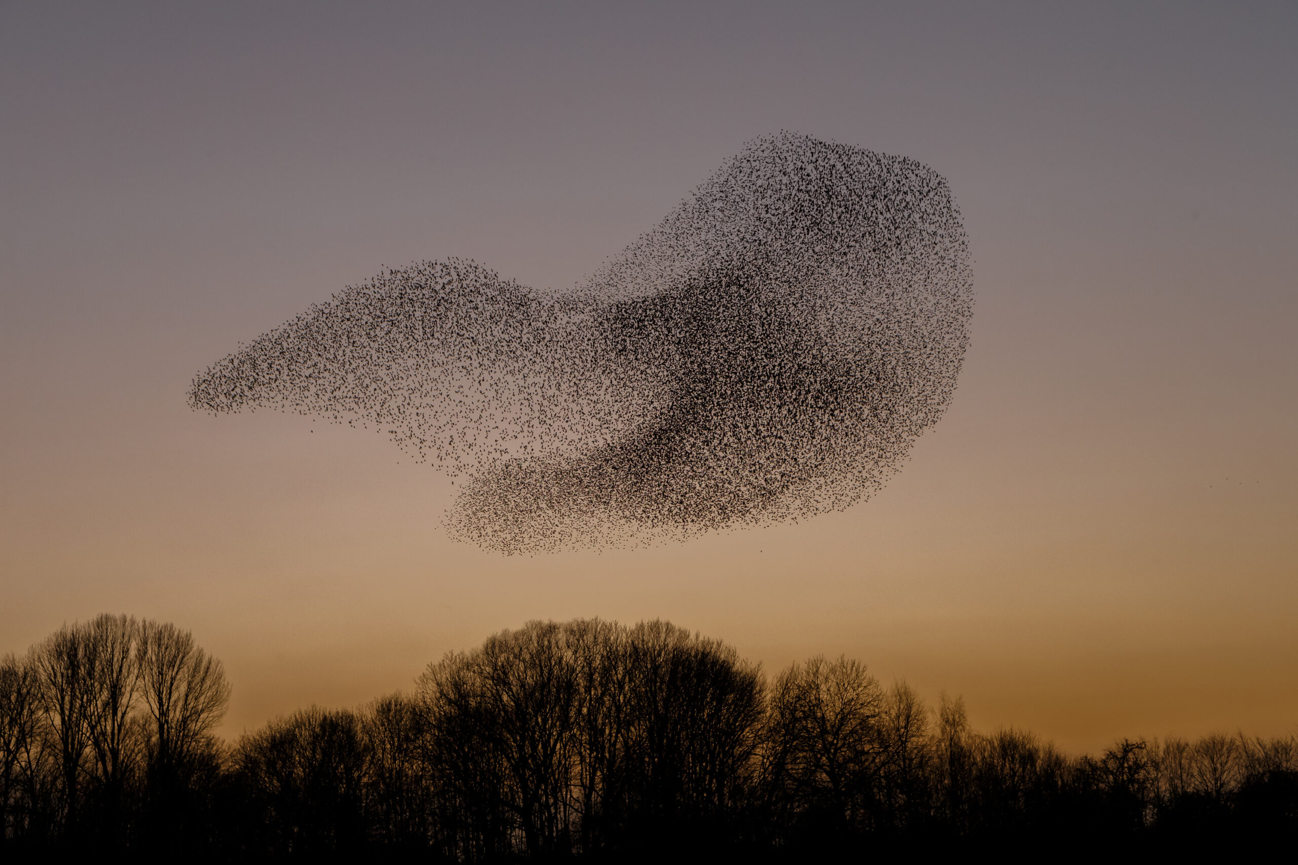 The murmurations of starlings in evening light. Menno Shaefer, Adobe Stock.